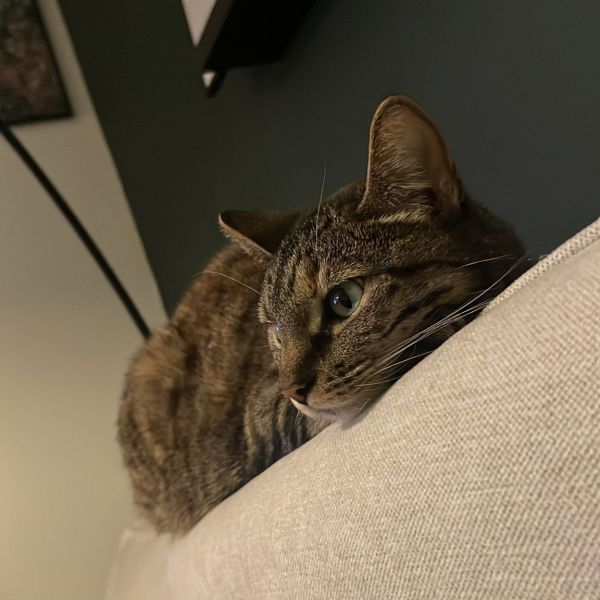 Lot, Ben uit Vreeland zoekt een Kattenoppas