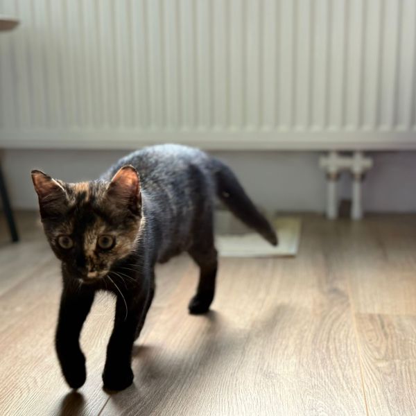 Mimi uit Groningen zoekt een Kattenoppas