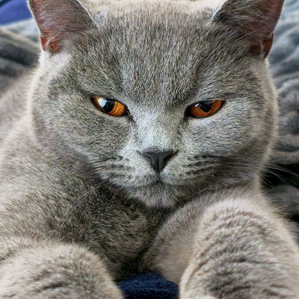 Noori, Noori uit Heerhugowaard zoekt een Kattenoppas