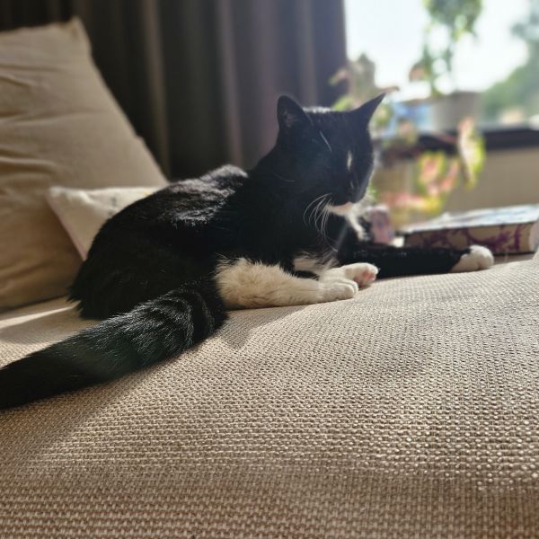 Ali uit Rotterdam zoekt een Kattenoppas