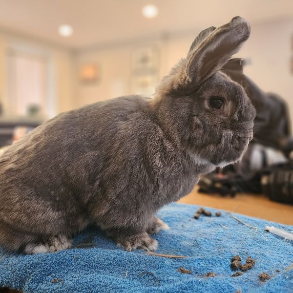 Jacob, Anoek, Robin uit Oudenbosch zoekt een huisdierenoppas