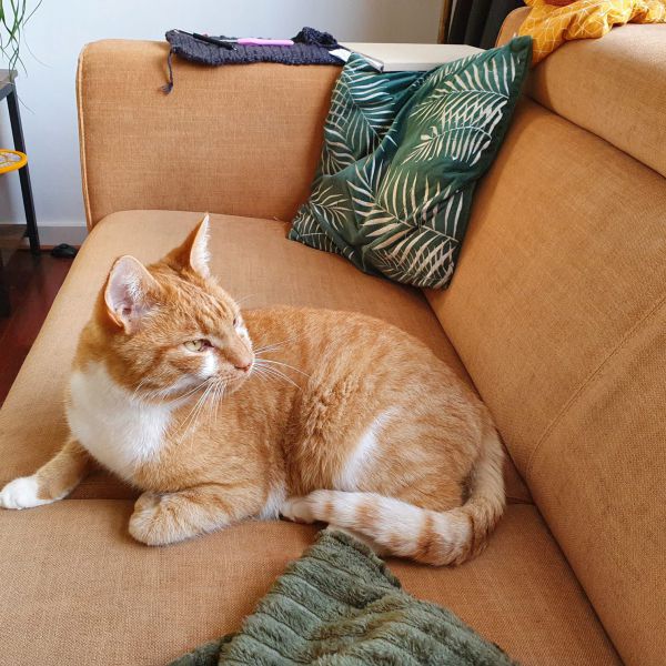 Nacho uit Utrecht zoekt een Kattenoppas