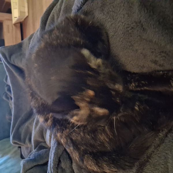 Rico, Keesje uit Cuijk zoekt een Kattenoppas