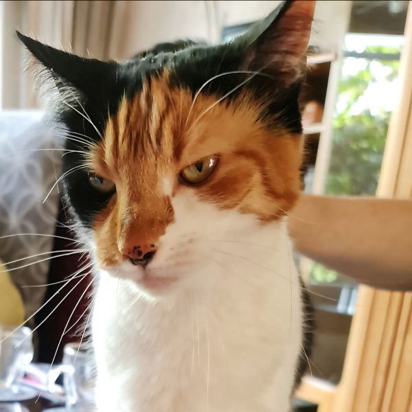 Chompie uit Den Haag zoekt een Kattenoppas