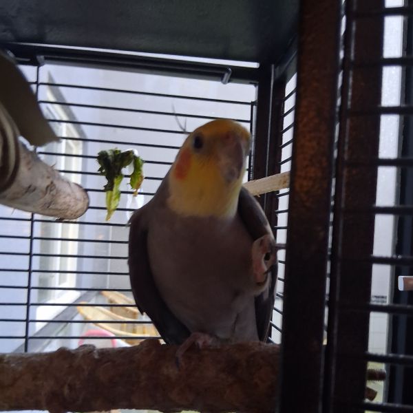 Nazi, Barfi uit Delft zoekt een Vogeloppas