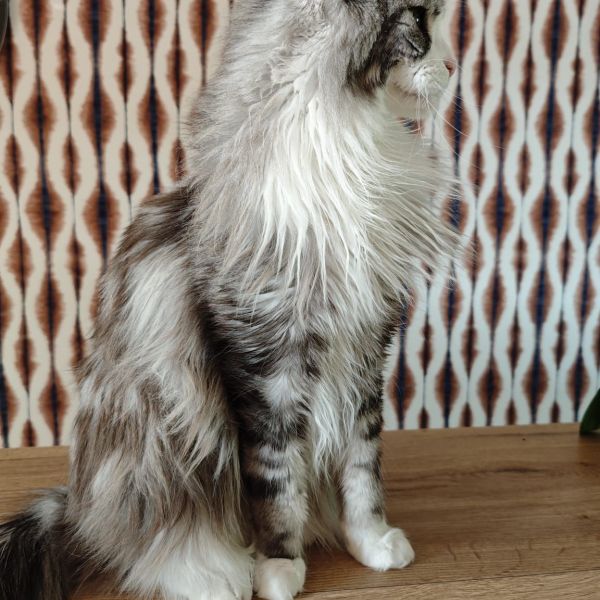 Mythril, Onyx uit Houten zoekt een Kattenoppas