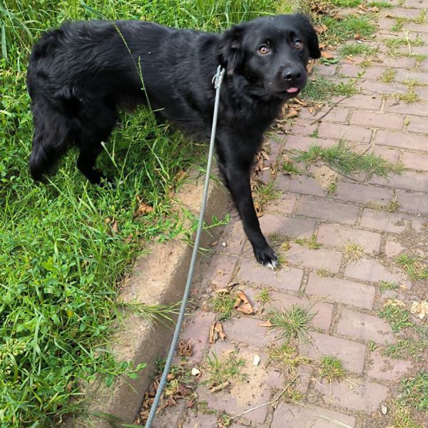 Buddy, Champ uit Zutphen zoekt een Hondenoppas