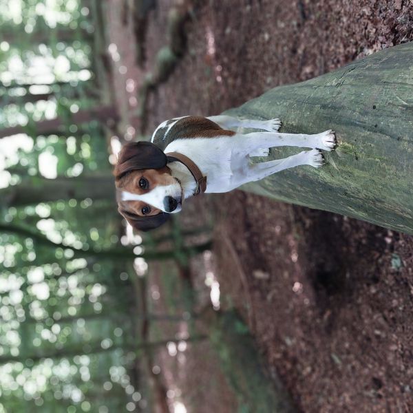 Tomo uit Dieren zoekt een Hondenoppas