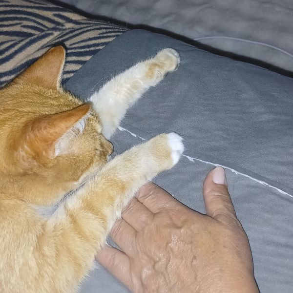 Puck uit Lelystad zoekt een Kattenoppas