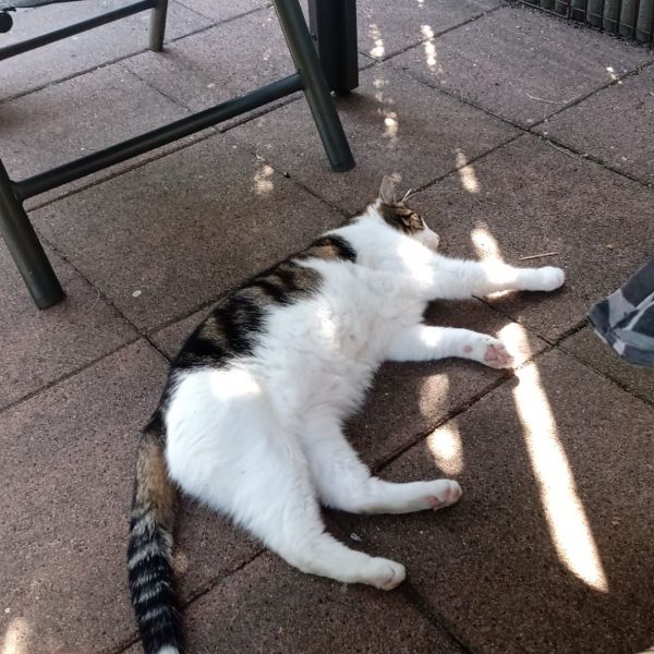 Paco uit Barendrecht zoekt een Kattenoppas