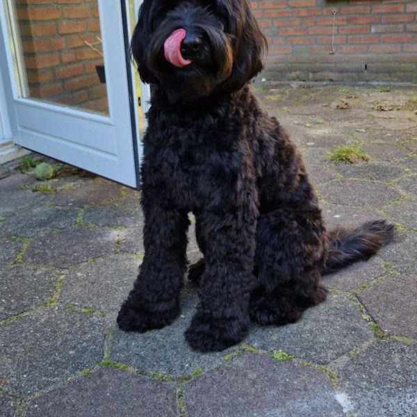 Huisdierenoppas Jorik uit Vught