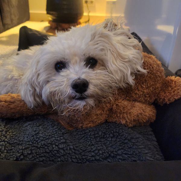 Tommy, Tommy uit Heemstede zoekt een Hondenoppas