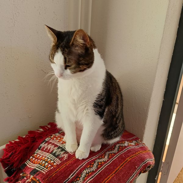 Snoepie uit Rotterdam zoekt een Kattenoppas