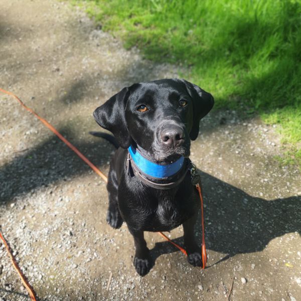 ollie uit Reeuwijk zoekt een Hondenoppas