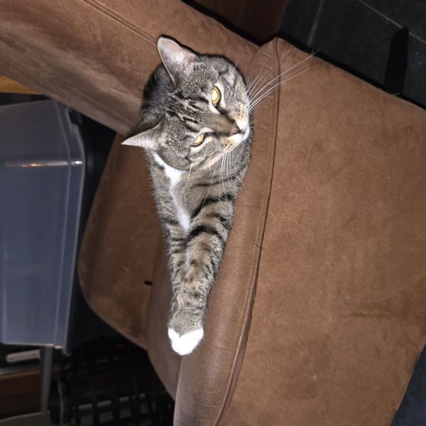 Miesje, Quiwie uit Born zoekt een Kattenoppas