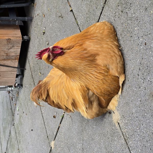 Johnny, Vrouwelijke kippen 4x uit Gendt zoekt een Vogeloppas