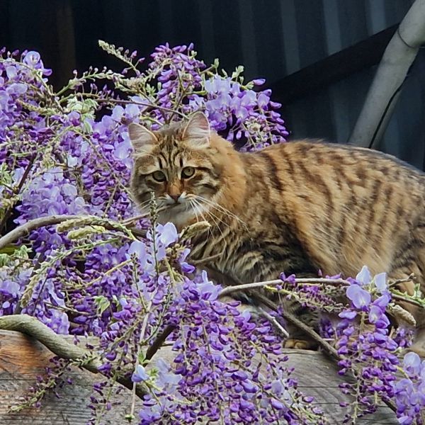 Rasputin uit Amersfoort zoekt een Kattenoppas