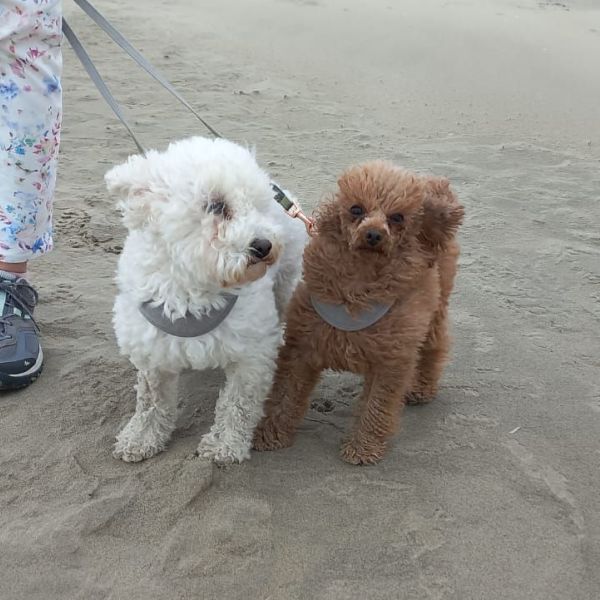 Lana& Nina uit Helmond zoekt een Hondenoppas