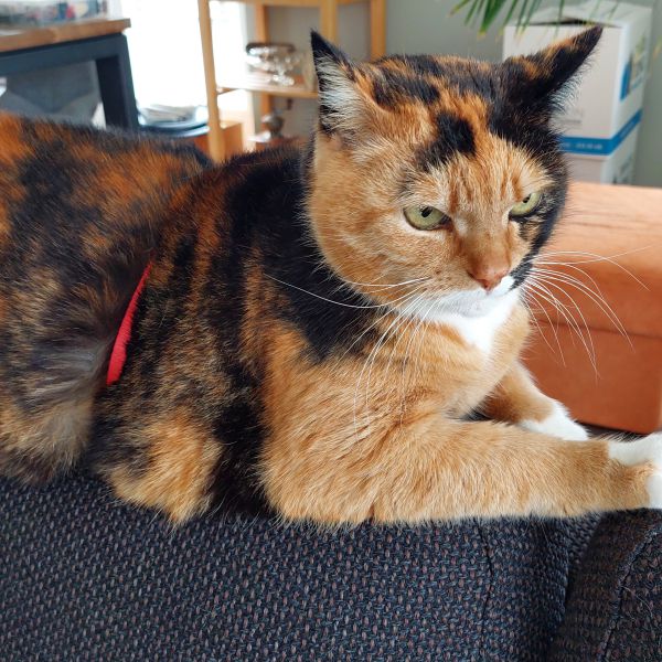 Coco uit Zuidhorn zoekt een Kattenoppas