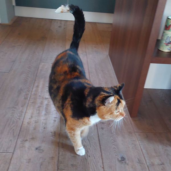 Coco uit Zuidhorn zoekt een Kattenoppas