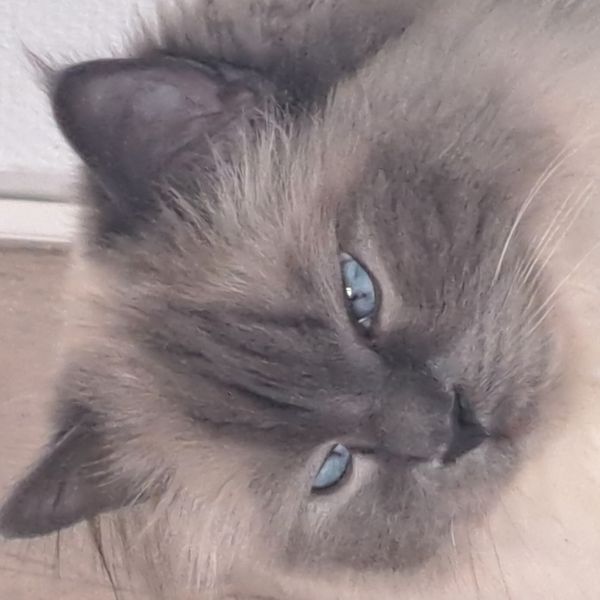 Smokey uit Naaldwijk zoekt een Kattenoppas