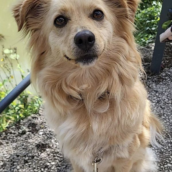 Kiki, Ciró uit Wouw zoekt een Hondenoppas