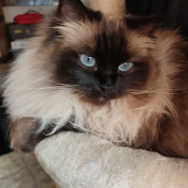 Drako, Mr. Potter, Sirius uit Waardenburg zoekt een Kattenoppas