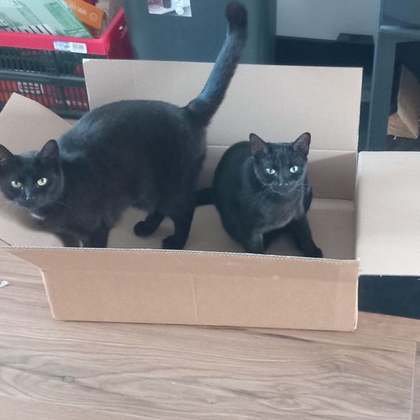 Mavie (links) Mylo (rechts) uit Amstelveen zoekt een Kattenoppas