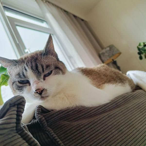 Kareltje, Angel, Lilly uit Eibergen zoekt een Kattenoppas