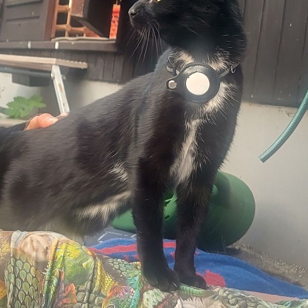 Draakje uit Voorthuizen zoekt een Kattenoppas
