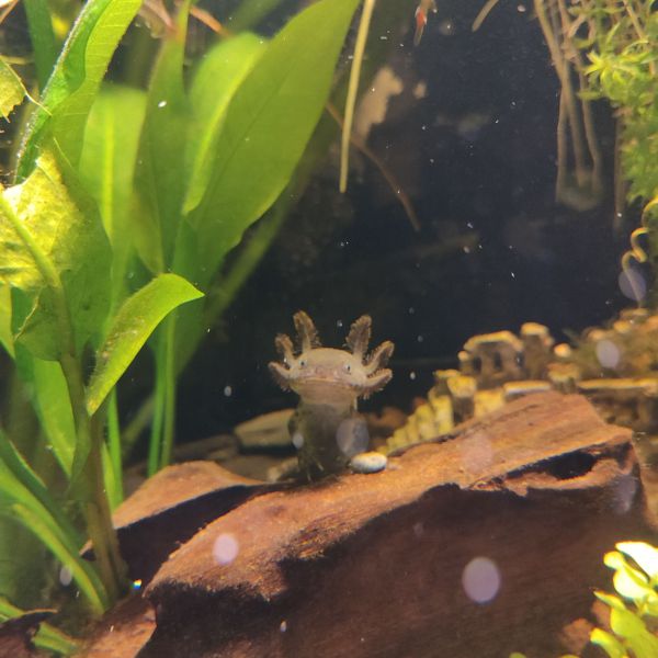 Wet pets uit Velp zoekt een Vissenoppas