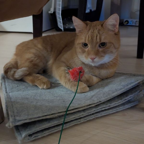 Finn, Mimau uit Arnhem zoekt een Kattenoppas