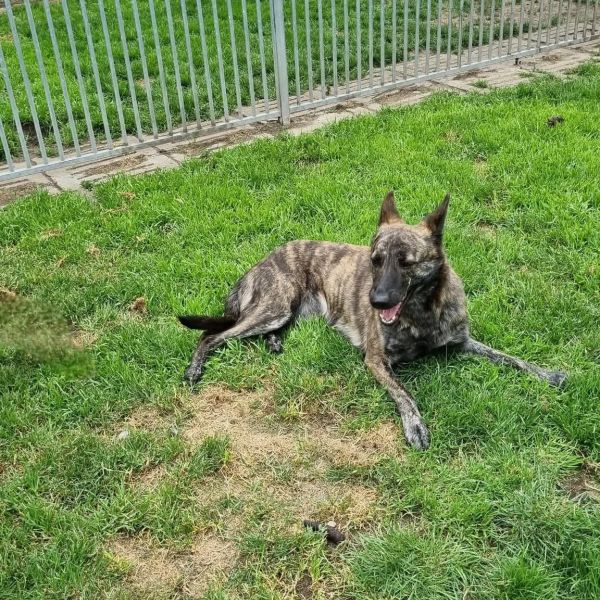 Nora uit Grave zoekt een Hondenoppas