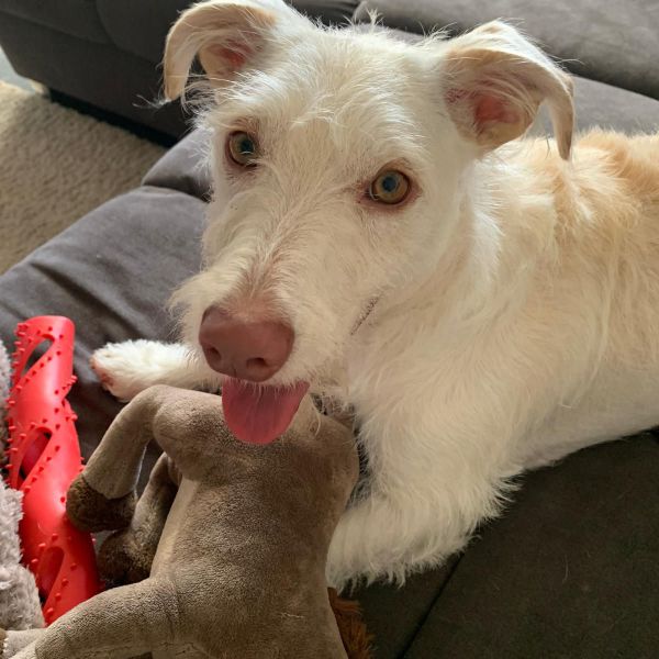 Hondenoppas Nicole uit Waalwijk