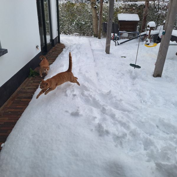 Tommie en Teddy, Pipie en punkie uit Utrecht zoekt een huisdierenoppas