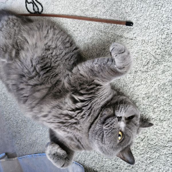 Sam uit Leidschendam zoekt een Kattenoppas