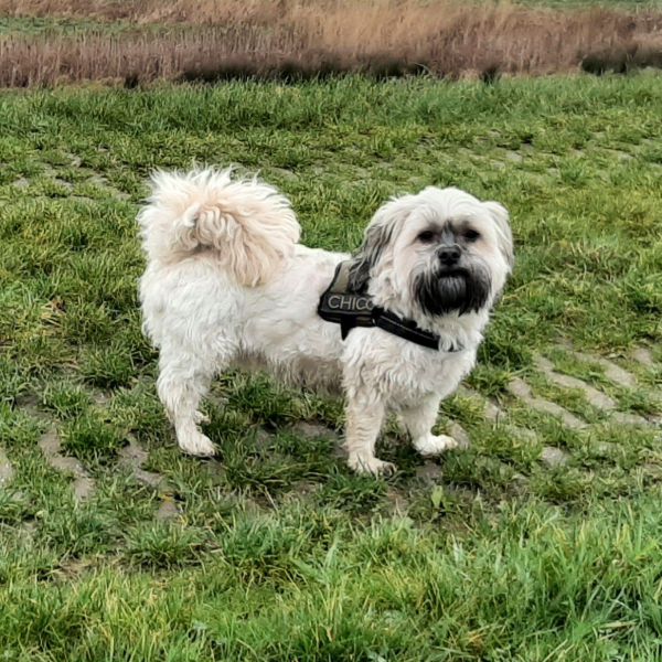 Chico uit Rotterdam zoekt een Hondenoppas