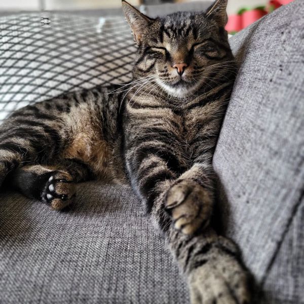 Rikki uit Vleuten zoekt een Kattenoppas