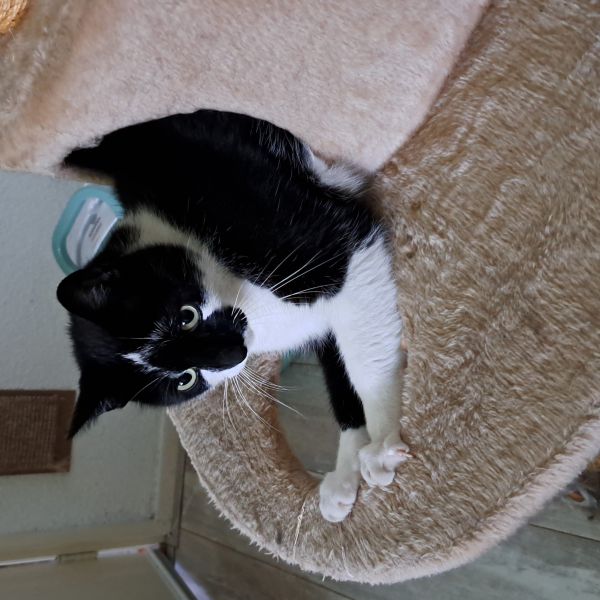 Gijs, Guusje, Molly uit Zuidlaren zoekt een Kattenoppas