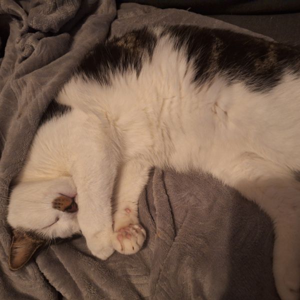 Flip en Flop uit Gorinchem zoekt een Kattenoppas