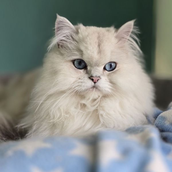 Bounty, Moa, Ouzo uit Montfort zoekt een Kattenoppas