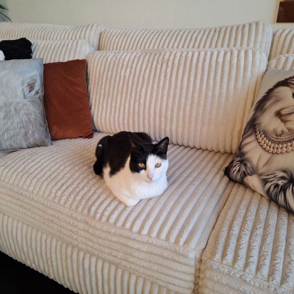 Tony uit Veenendaal zoekt een Kattenoppas