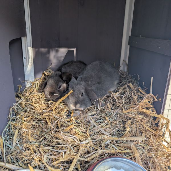 Sonic & shadow uit Doezum zoekt een Knaagdierenoppas