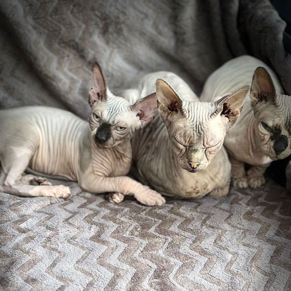 Athena, buddha, caesar uit Assen zoekt een Kattenoppas