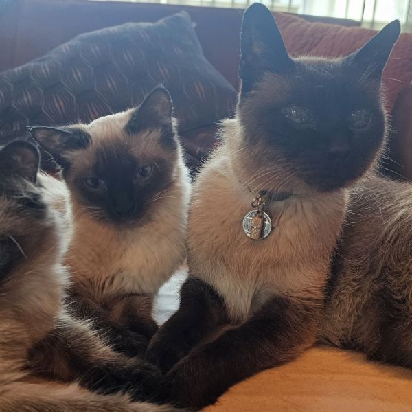 Pykan uit Delft zoekt een Kattenoppas