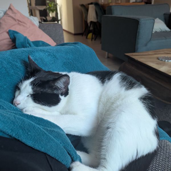 Suga, Kenma uit Steenbergen, Nb zoekt een Kattenoppas