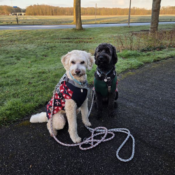 Chub, Nyusha uit Annen zoekt een Hondenoppas
