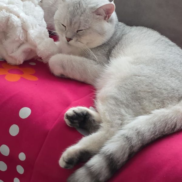 Lokum, Toprak uit Amersfoort zoekt een Kattenoppas