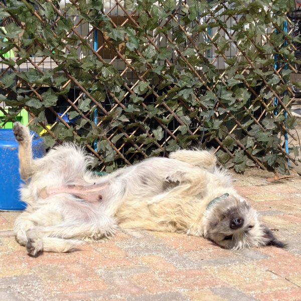 Wolfie uit Dieren zoekt een Hondenoppas
