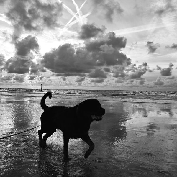 Huisdierenoppas Olivia uit Den Haag